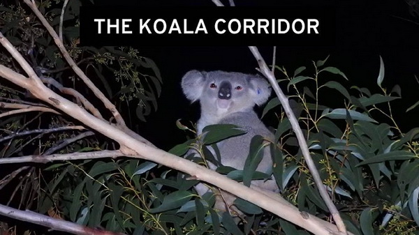 Koalas in the Royal